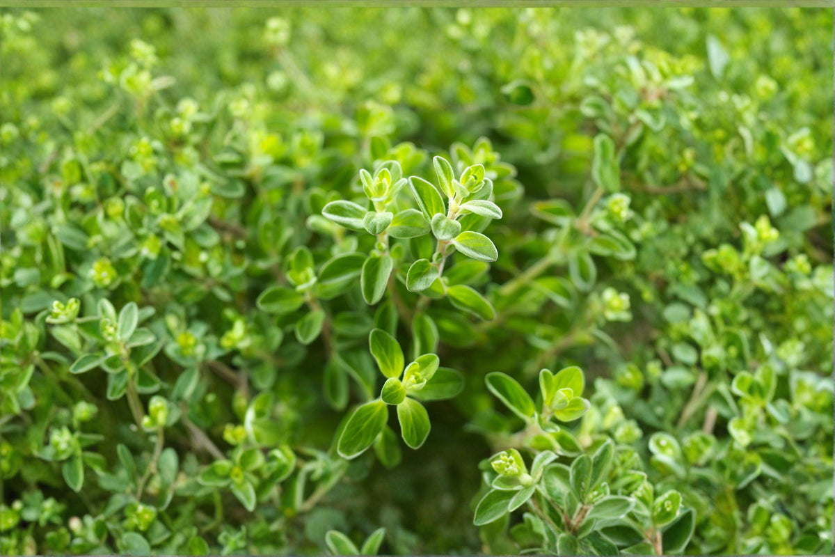 Italian Oregano Seeds | 100 Count | Mediterranean Culinary Herb | Origanum vulgare | Hardy Perennial with Robust Flavor
