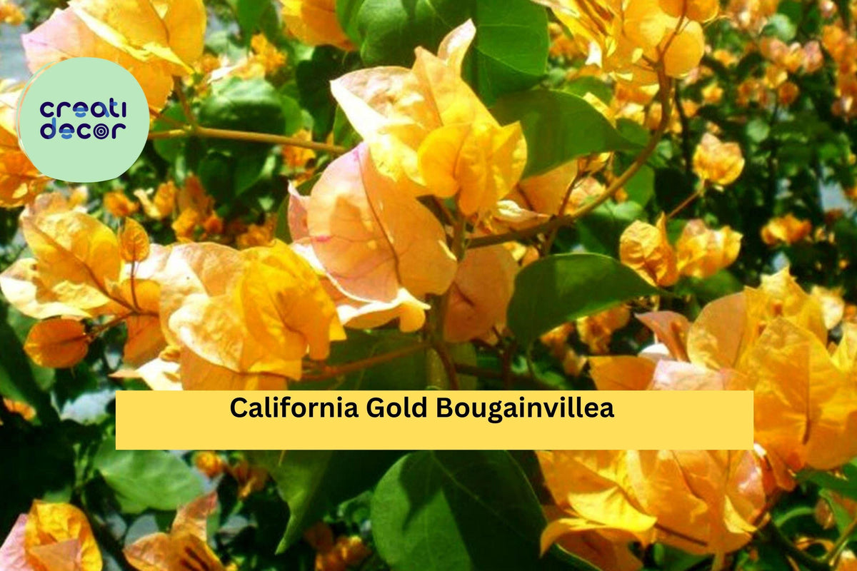 Bougainvillea Starter Plant - California Gold, Golden-Yellow Blooms, Bare Root, Bougainvillea glabra ‘California Gold’