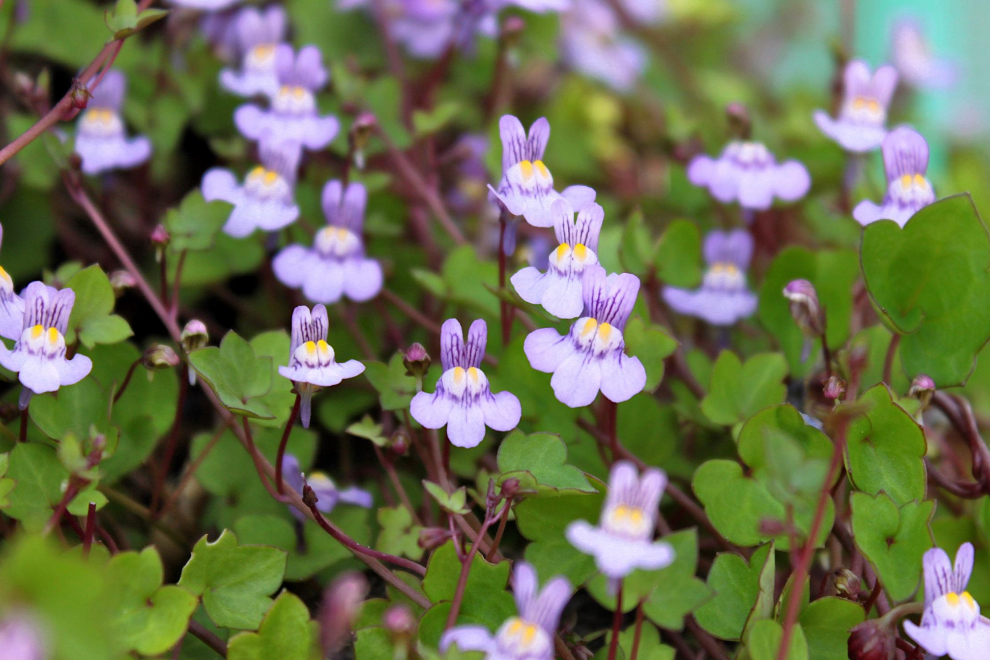 Kenilworth Ivy Seeds - 200 Lilac Perennial Ground Cover Cymbalaria Muralis for Shade, Low Maintenance, Deer Resistant