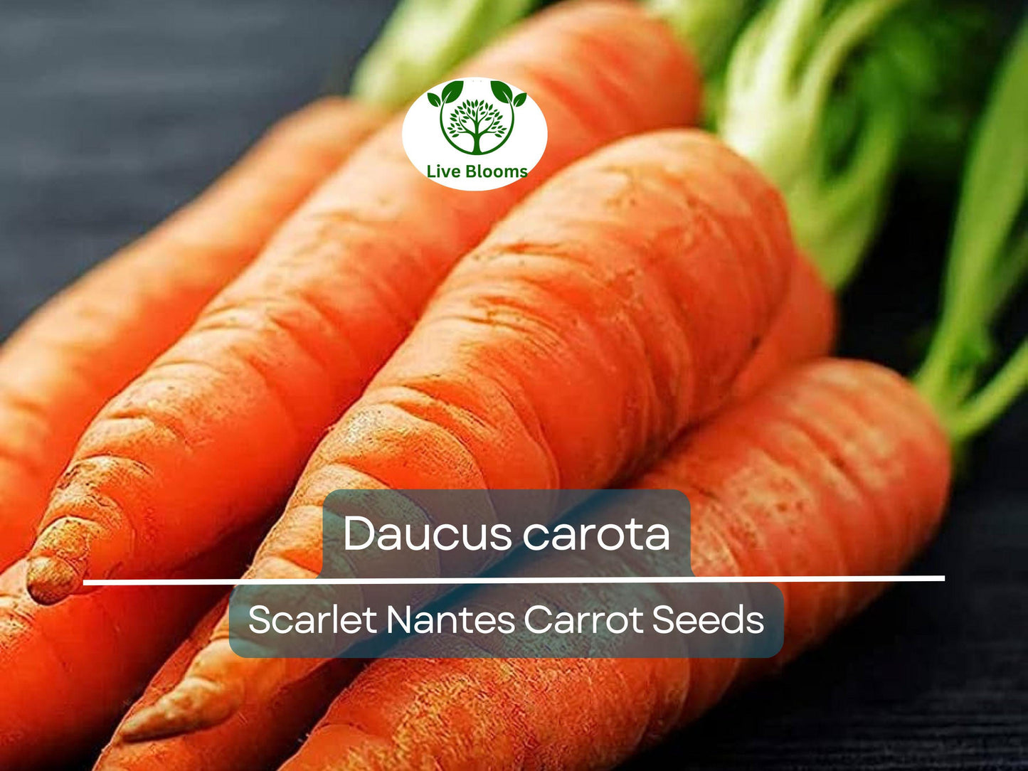 600 Seeds Scarlet Nantes Carrot - Heirloom Daucus carota for Sweet, Crisp Roots