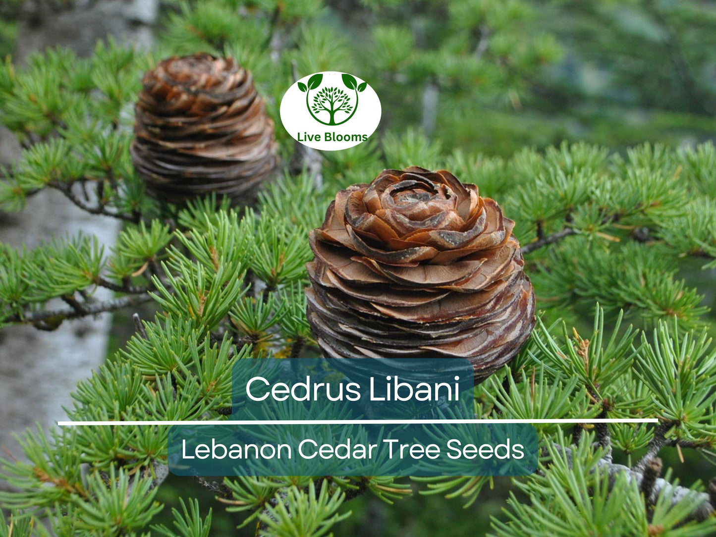 5 Seeds Cedrus Libani Lebanon Cedar Tree - Evergreen, Drought-Tolerant Mediterranean Conifer