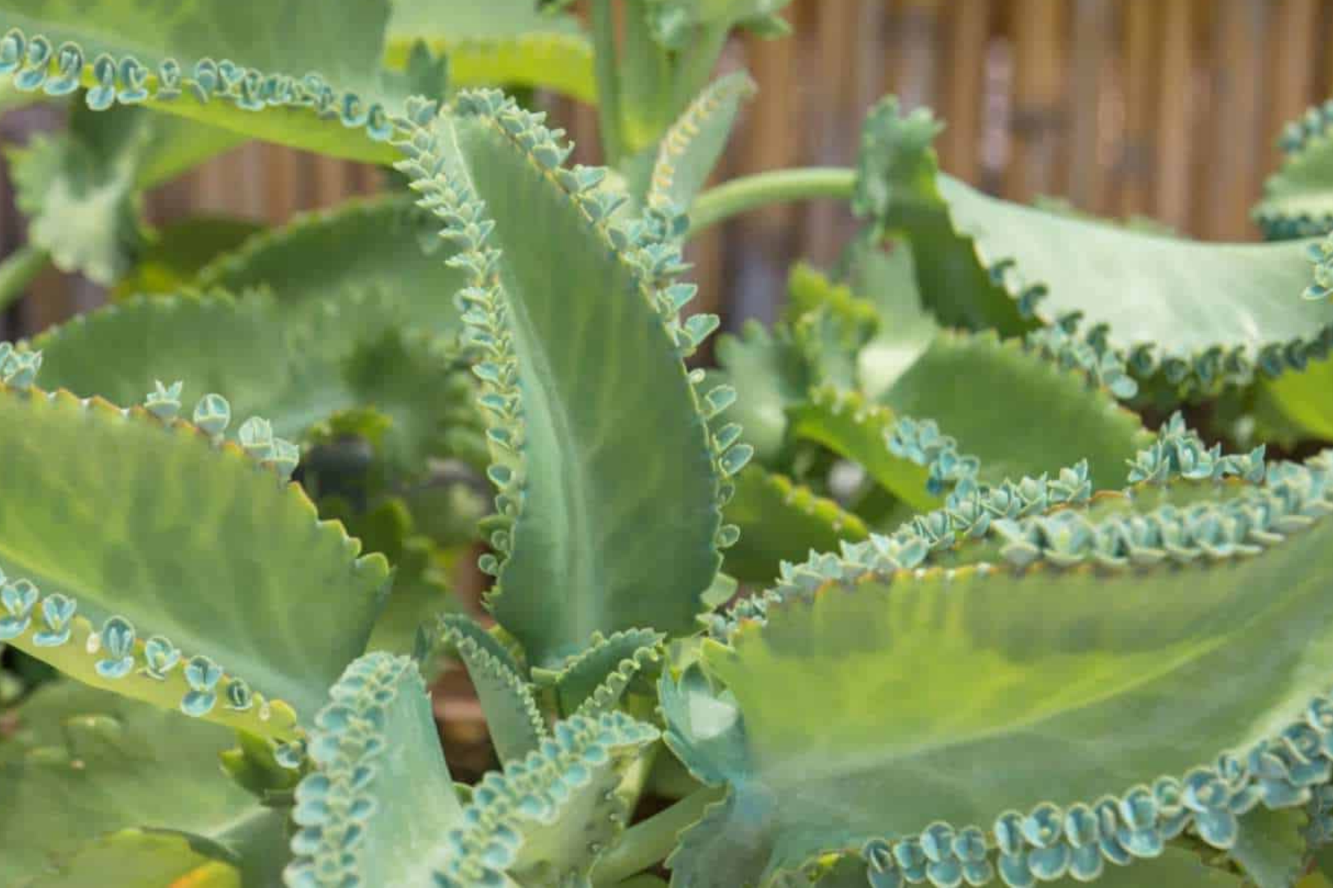 Kalanchoe Succulent Live Plants - Mother of Thousands - Drought-Resistant Indoor/Outdoor - Kalanchoe daigremontiana - 3 Pack