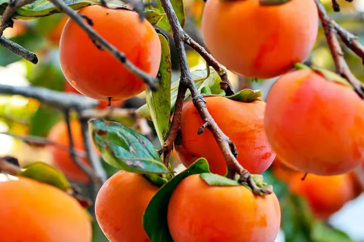 Japanese Persimmon Cuttings - Unrooted Fuyugaki Variety, Non-Astringent, Self-Pollinating, Diospyros kaki, USDA Zones 5-10