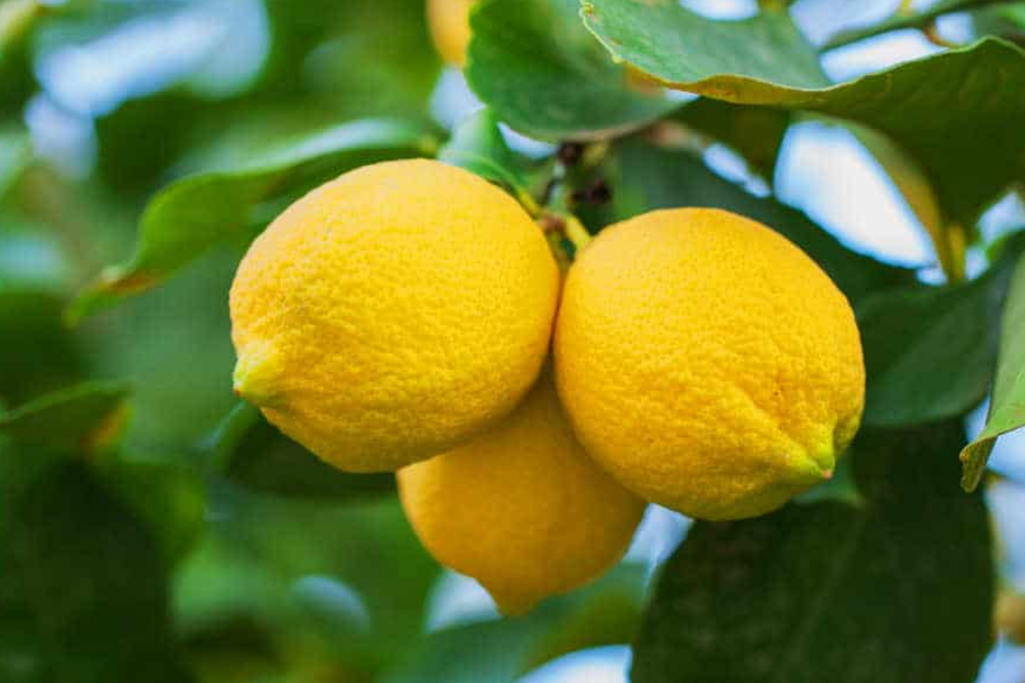 Lemon Tree Seeds - 15 Fresh Citrus limon Seeds for Planting, Home Garden, Indoor & Outdoor Cultivation