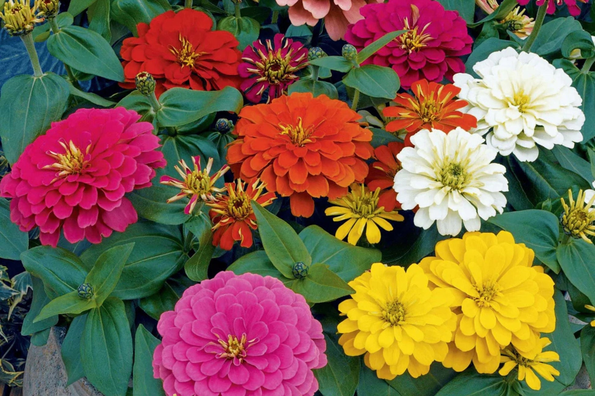 Magellan Mix Zinnia Seeds, Dwarf Flower Seeds, Colorful Blooms, Zinnia elegans, Compact Plants for Containers & Borders