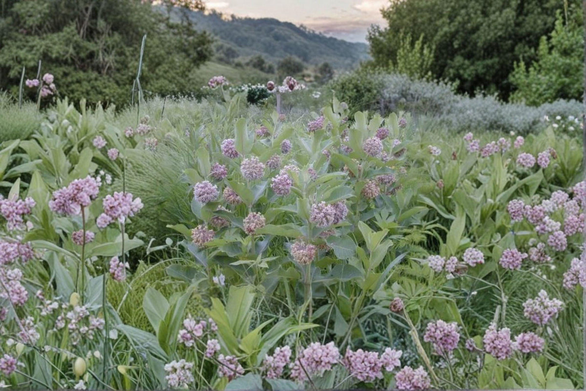 Common Milkweed Seeds | 15 Seeds | Asclepias syriaca | Native Wildflower for Monarch Butterflies | Pollinator Garden Essential