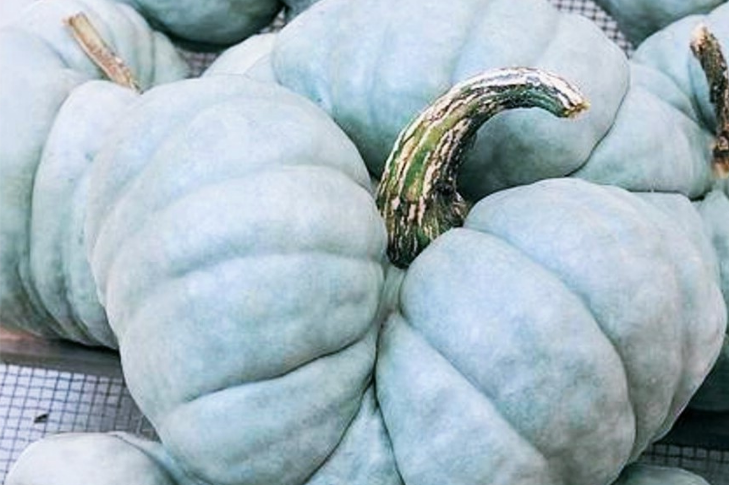 Heirloom Jarrahdale Pumpkin Seeds - 10 Seeds, Winter Squash, Blue-Green Skin, Cucurbita maxima, US Grown