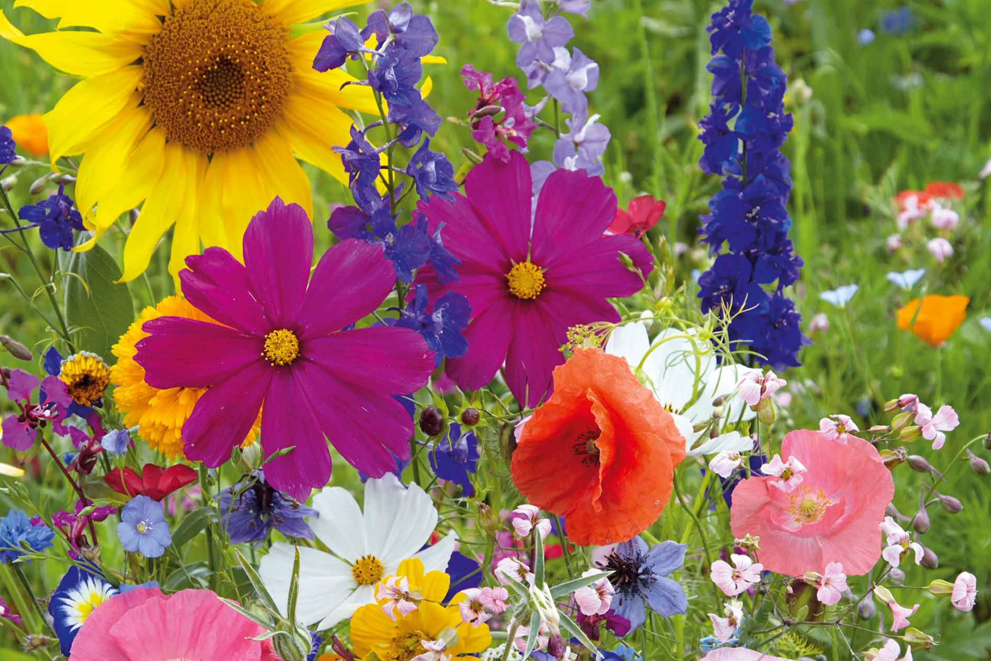 California Poppy Seeds 525mg Mission Bells Mix Eschscholzia californica Bright Colorful Flower Seeds for Gardening
