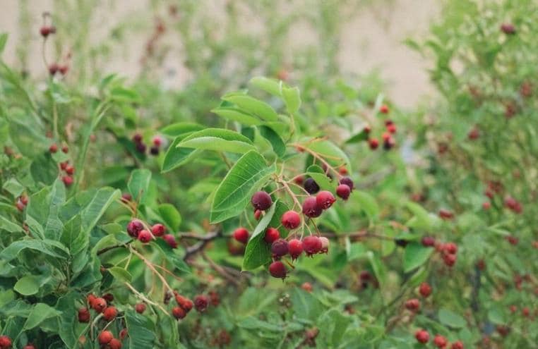 Serviceberry Cuttings 10 Dormant Unrooted 4-6" Amelanchier for Propagation, Early Spring Blooms, Ornamental Shrub