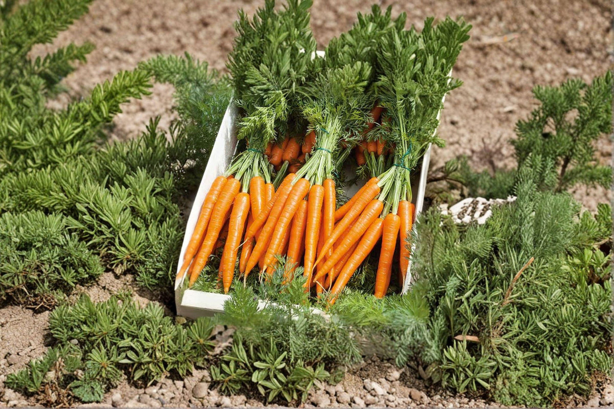 Tendersweet Carrot Seeds - 300 Heirloom Seeds - Extra Long Roots, Sweet Flavor - Daucus carota subsp. sativus