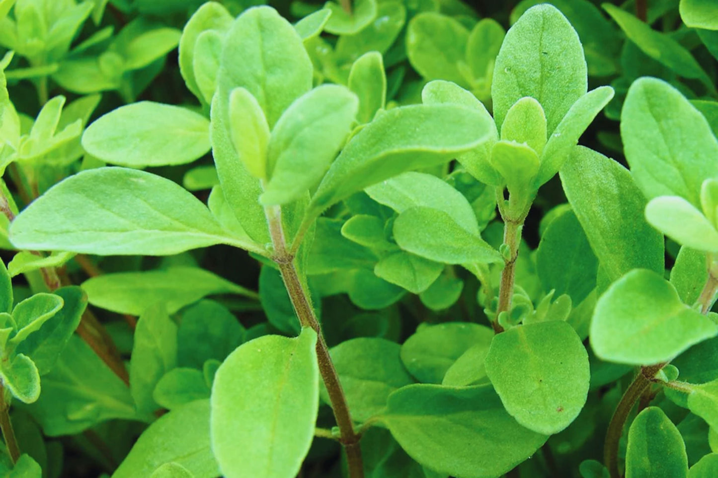 Sweet Marjoram Herb Seeds | Non-GMO Origanum majorana Seeds for Garden