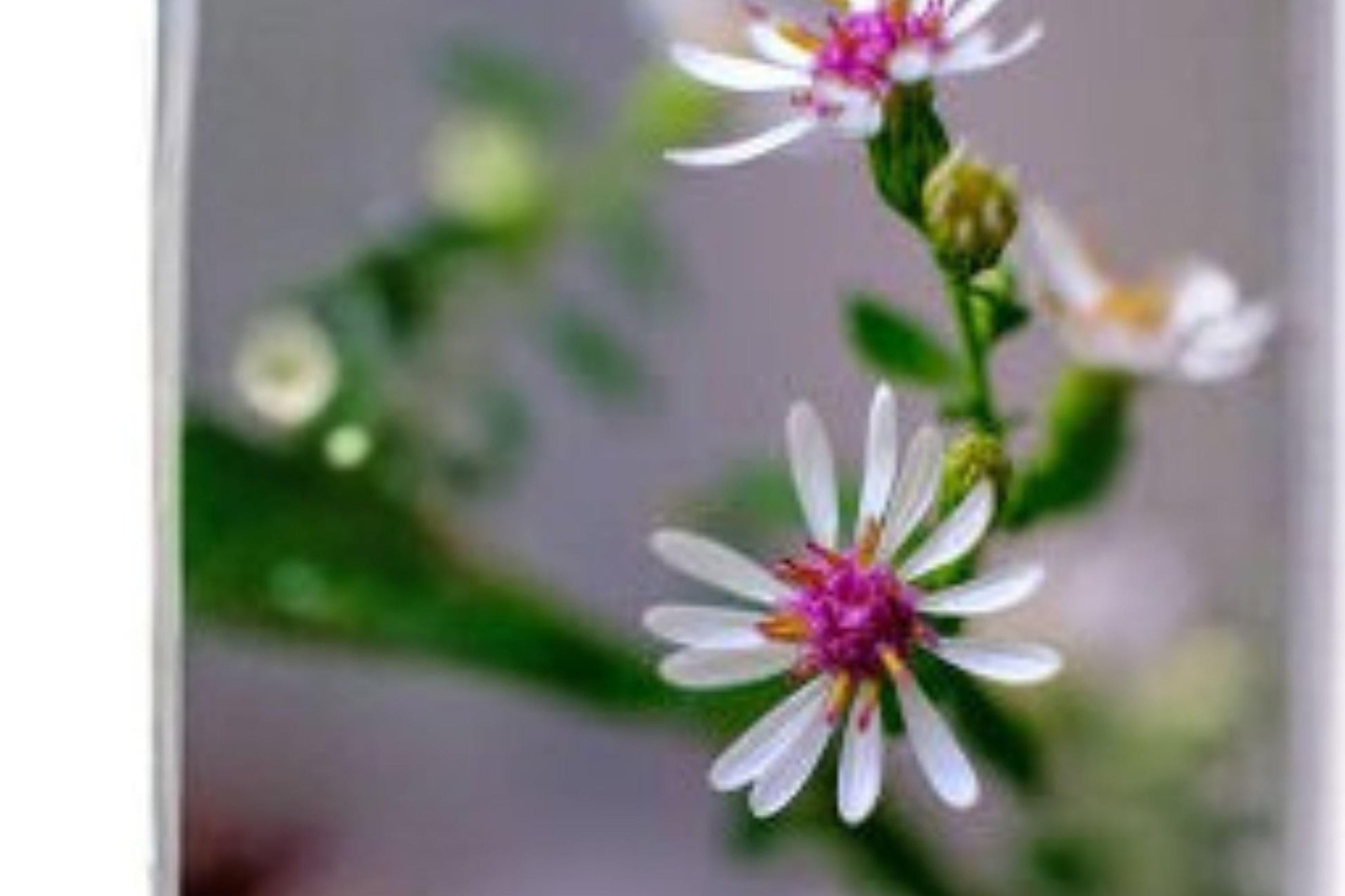 Calico Aster Seeds – Symphyotrichum lateriflorum – Native Wildflower for Pollinators, Woodland Gardens, Borders (100 Seeds)