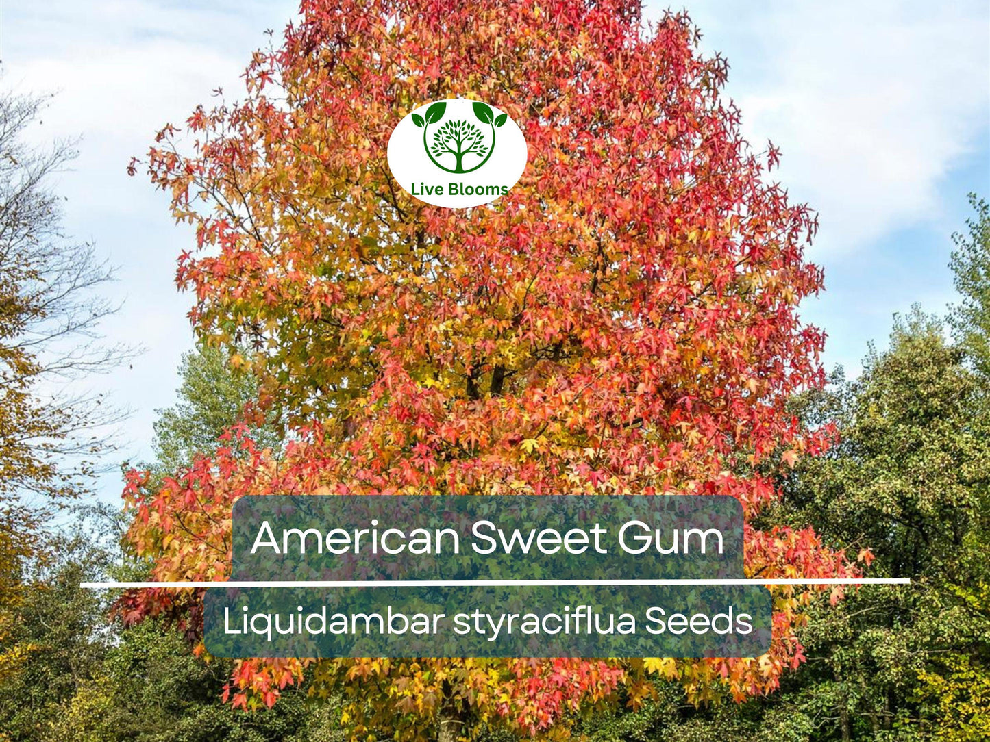 15 American Sweet Gum Tree Seeds (Liquidambar styraciflua) for Fall Colorful Shade & Landscaping
