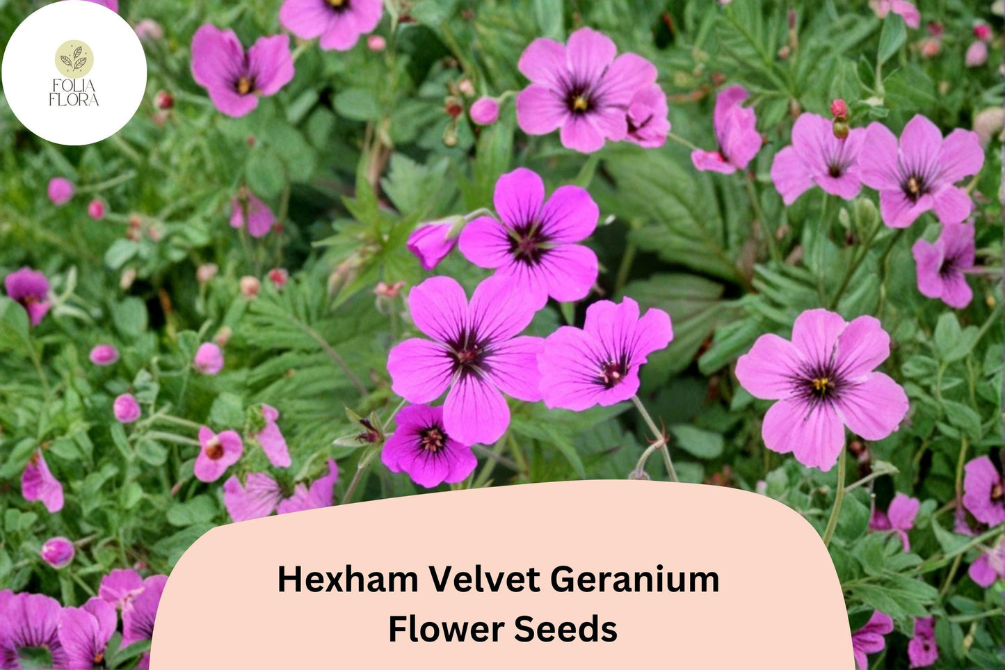 25+ Hexham Velvet Geranium Seeds – Hardy Perennial with Rich Purple Blooms