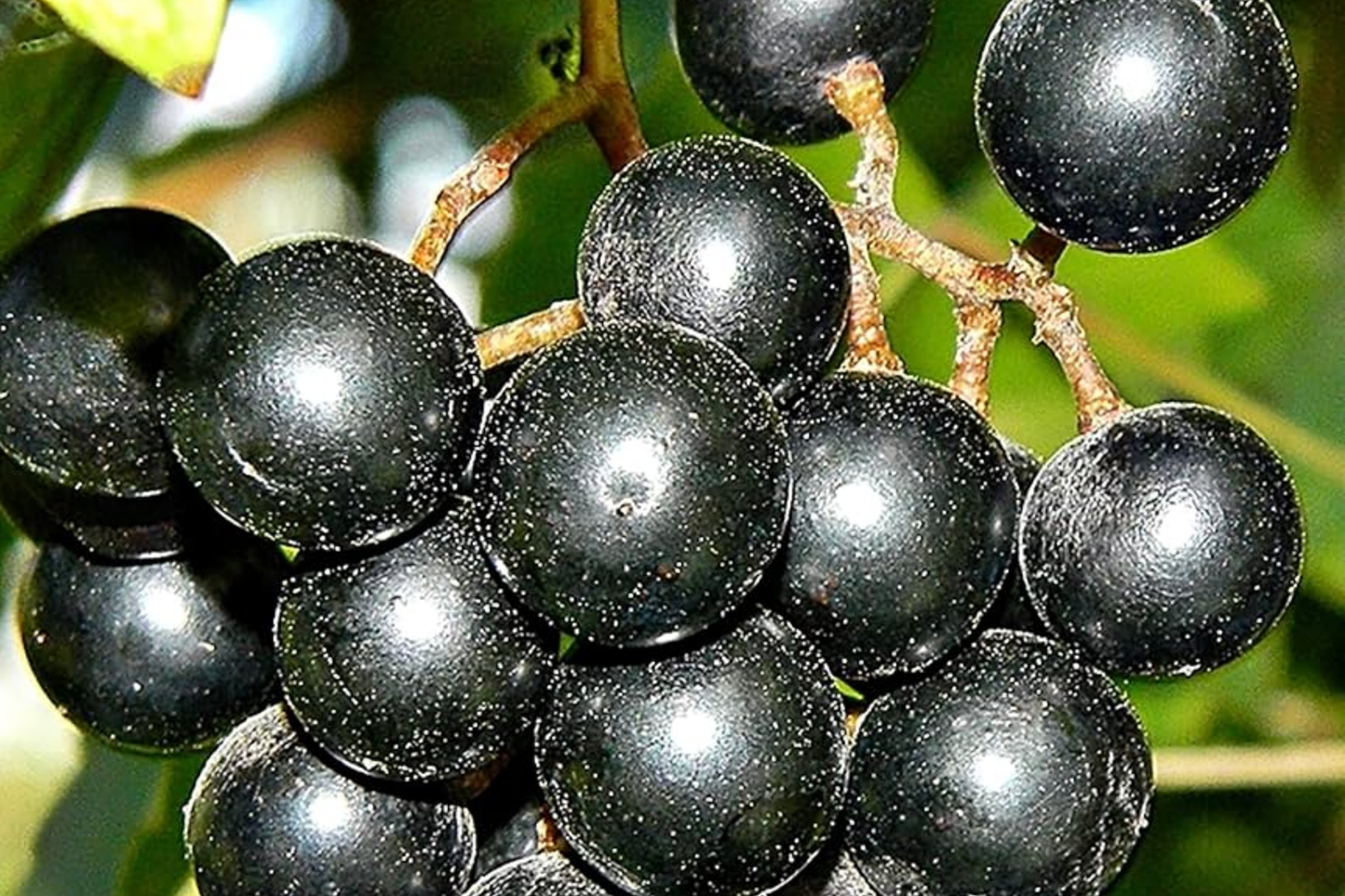 Carlos Bronze Muscadine Grape Seeds – 20 Pack, Vitis rotundifolia, Self-Fertile, Zones 7-10, Easy to Grow, Home Gardening