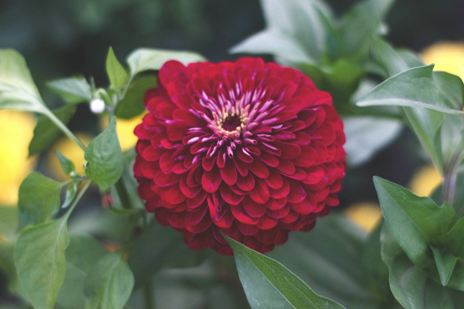 Benary Giant Wine Zinnia Seeds | 100+ Burgundy Flowers | Cut Flower & Pollinator Garden | Zinnia elegans