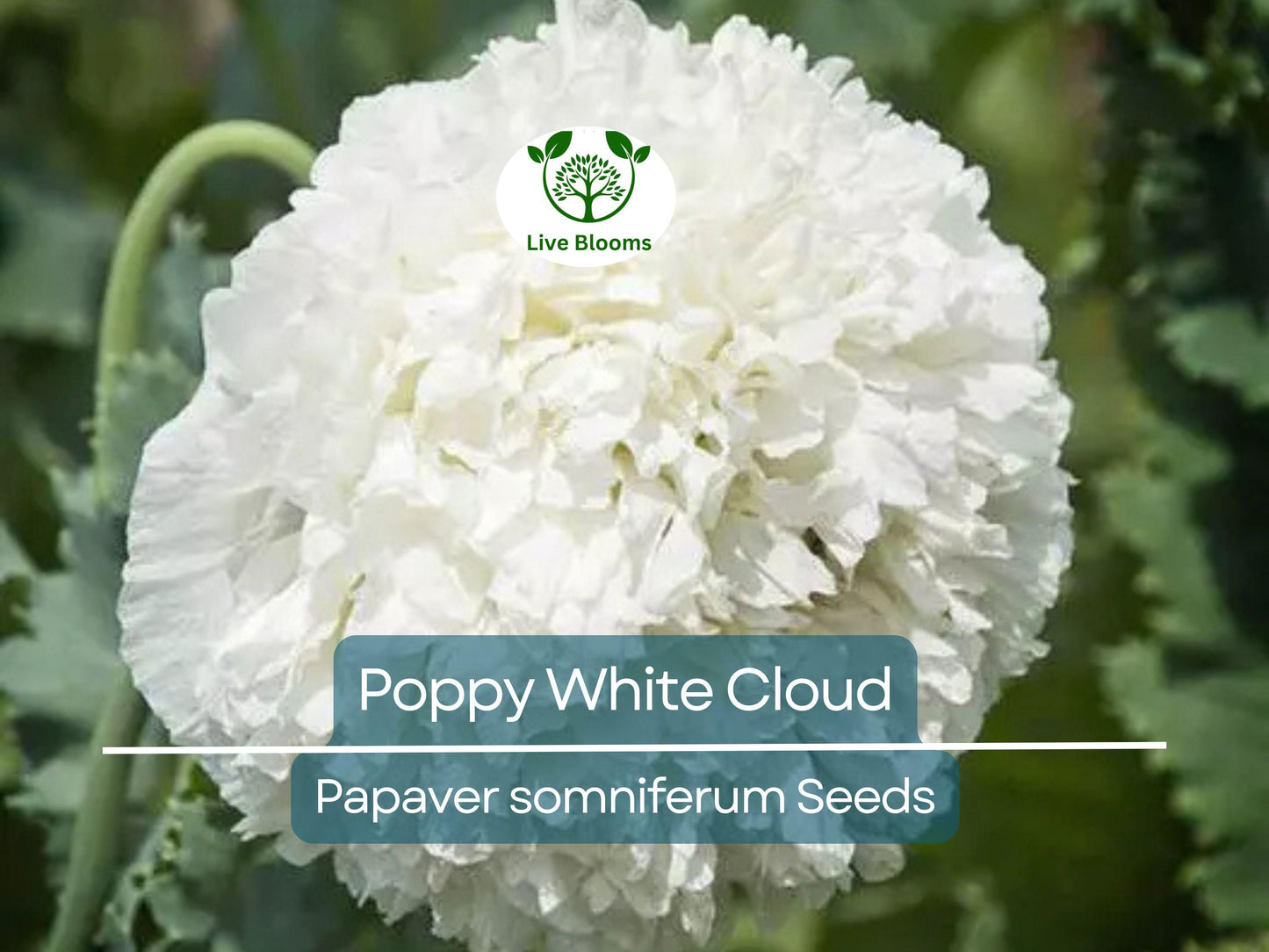 300 Seeds Poppy White Cloud - Large Double Peony Blooms, Non-GMO Breadseed Poppy Papaver somniferum