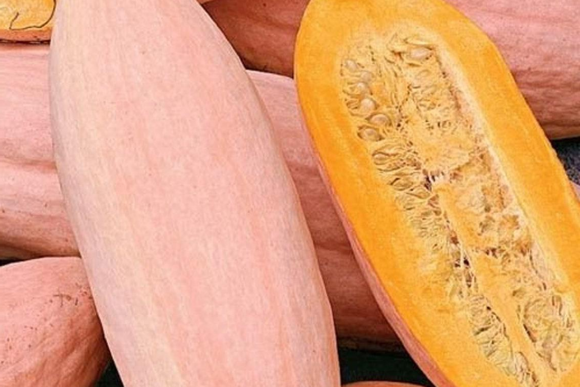 Pink Banana Squash Seeds - 20 Cucurbita maxima Giant Fall & Winter Vegetable Seeds