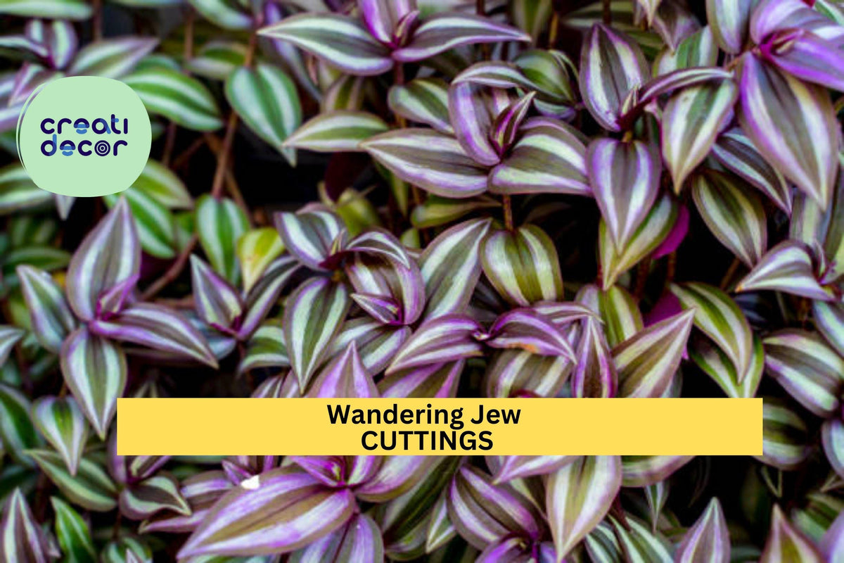 12 Fully Rooted Wandering Jew Cuttings – Vibrant Purple-Green Tradescantia for Indoor Hanging Baskets
