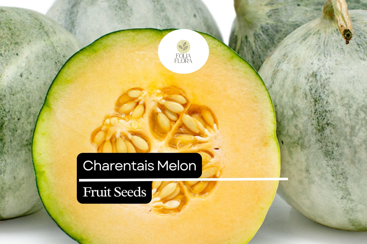 Charentais Melon Seeds - 25 Heirloom Seeds (Cucumis melo) - Sweet Orange Flesh, French Variety for Home Gardens