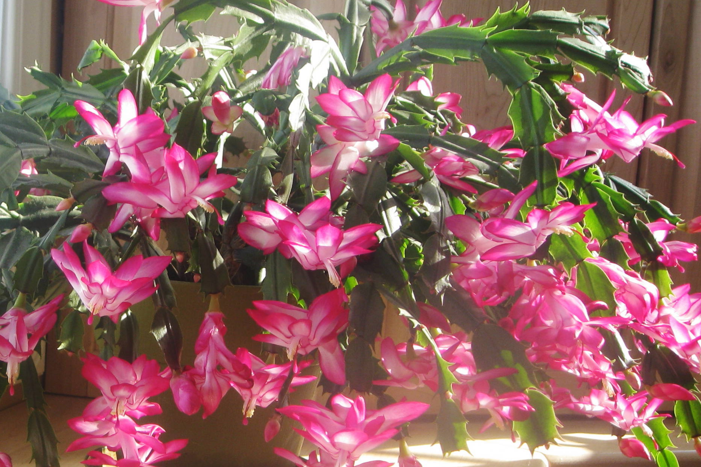 Christmas Cactus Stem Cuttings - 3 Colors, Easy to Root, Schlumbergera spp., Indoor & Outdoor Planting