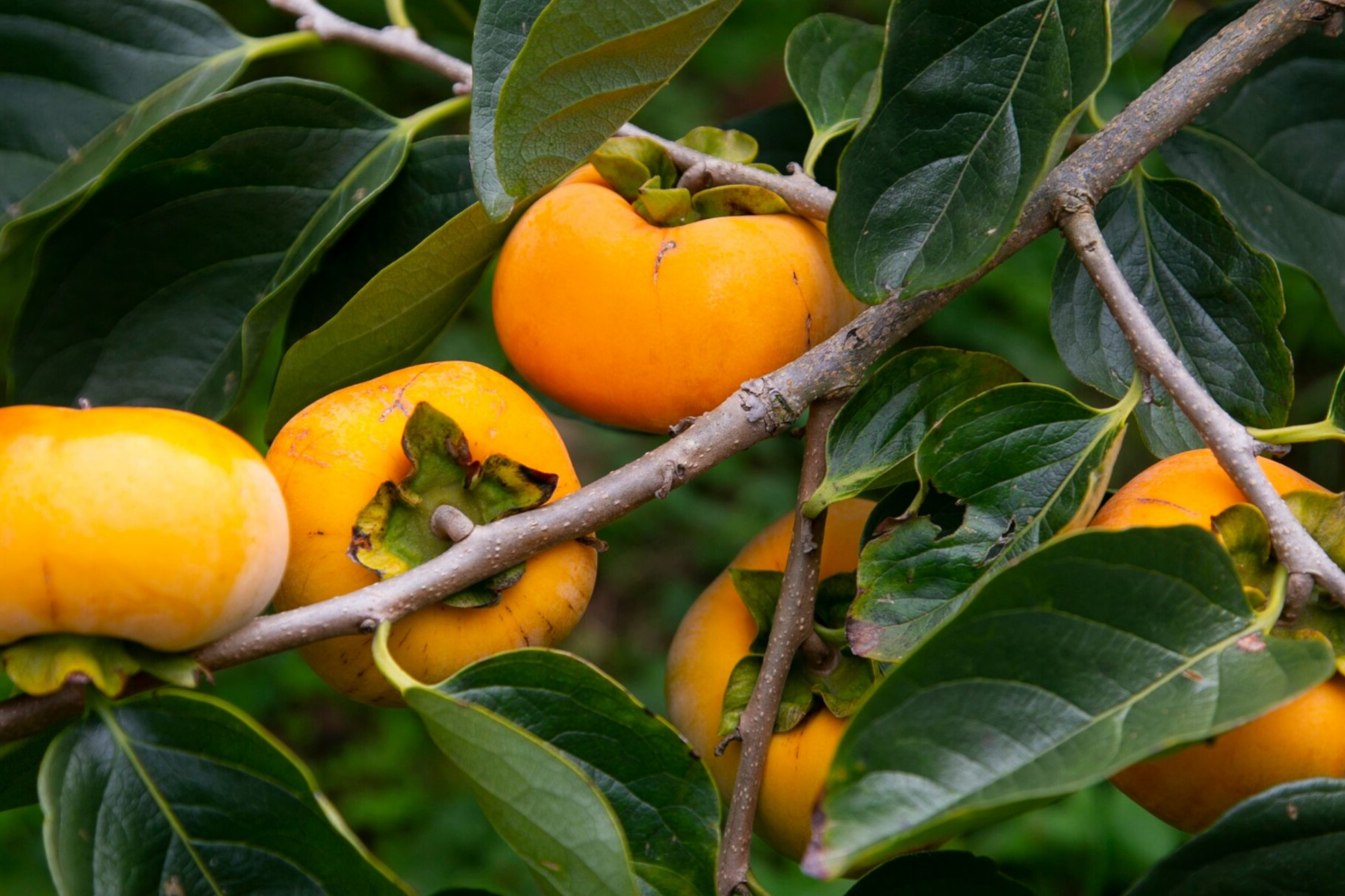 Japanese Persimmon Cuttings - Fuyugaki Variety - Diospyros kaki - Unrooted Tree Branches for Home Garden