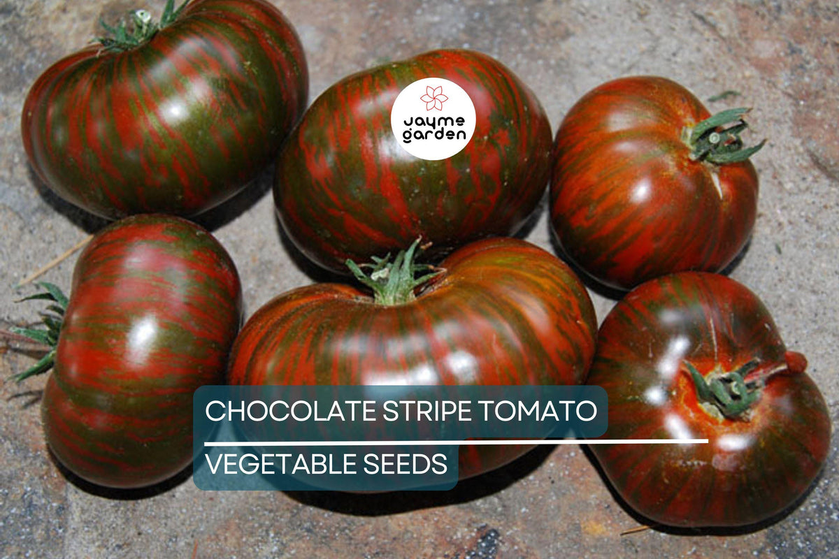 30+ Organic Heirloom Chocolate Stripes Tomato Seeds - Rare Bicolor Variety - Solanum lycopersicum - Sweet Flavor - Non-GMO