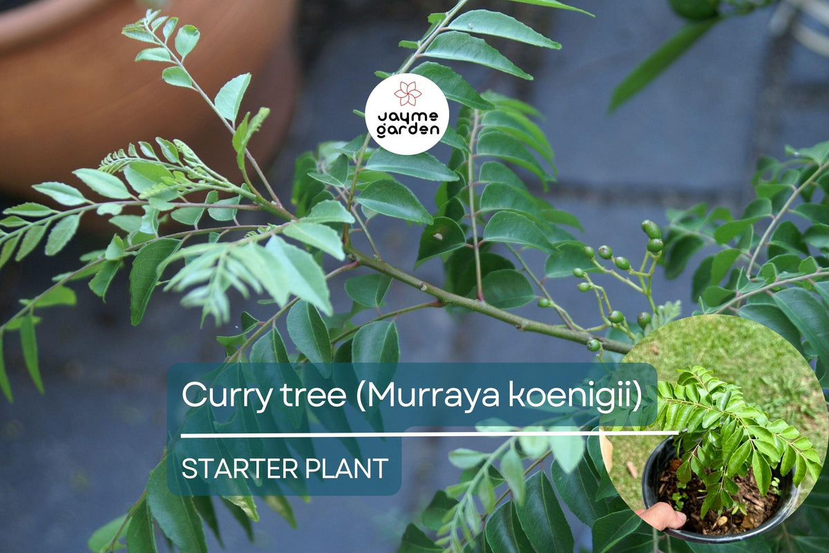 Curry Tree Plant 1’-2’ Live Murraya koenigii Culinary Herb for Indoors & Gardens, Aromatic Leaves for Cooking