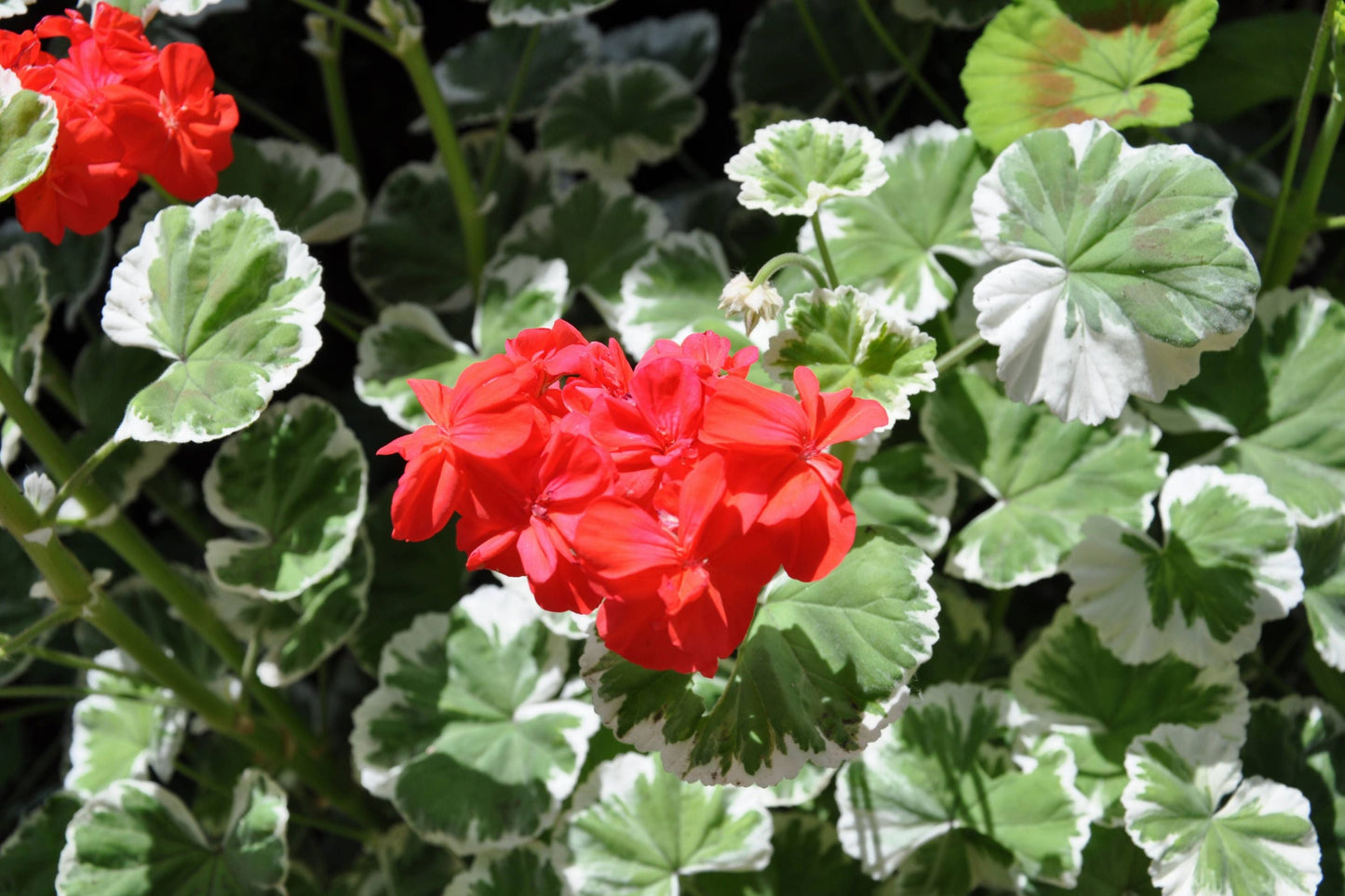 Wilhelm Langguth Zonal Geranium Seeds – Vibrant Red Blooms, Container & Garden Planting, Pelargonium × hortorum, Annual Seeds