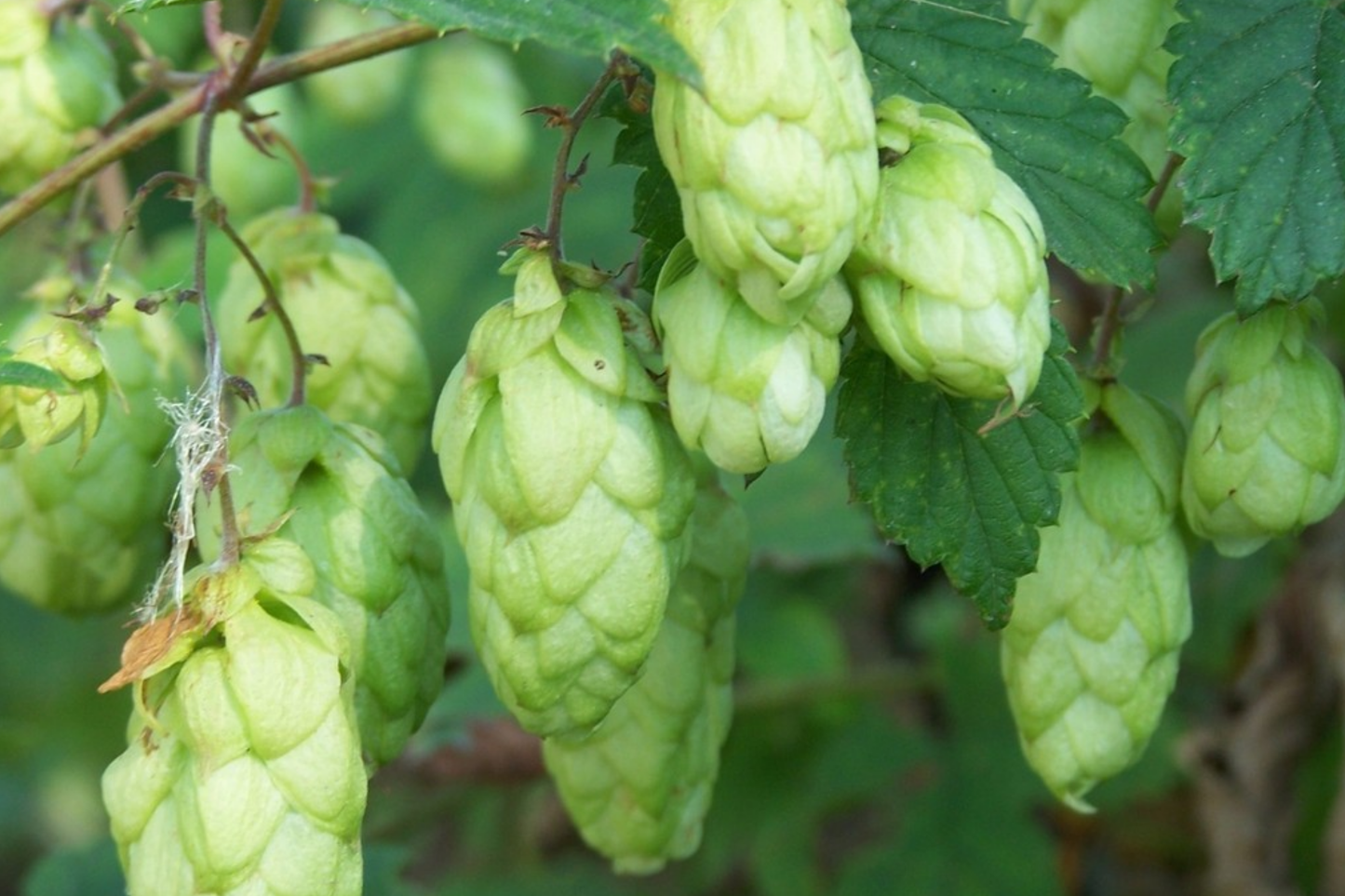 Common Hops Seeds Humulus Lupulus for Brewing Beer, Climbing Perennial Vine, 40 Seeds, US Seller