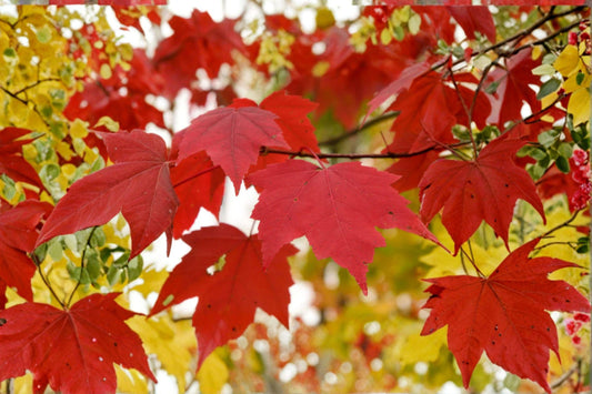 10 Acer rubrum Northern Red Maple Seeds – Fall Foliage, Shade Tree, Hardy Deciduous Plant