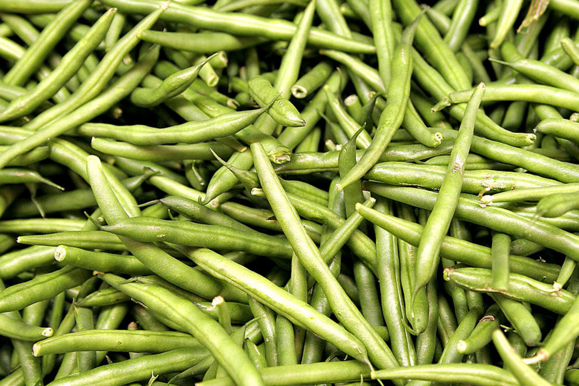 Asparagus Bean Seeds - Yard Long Red-Seeded Strain - Vigna unguiculata subsp. sesquipedalis - 20 Seeds