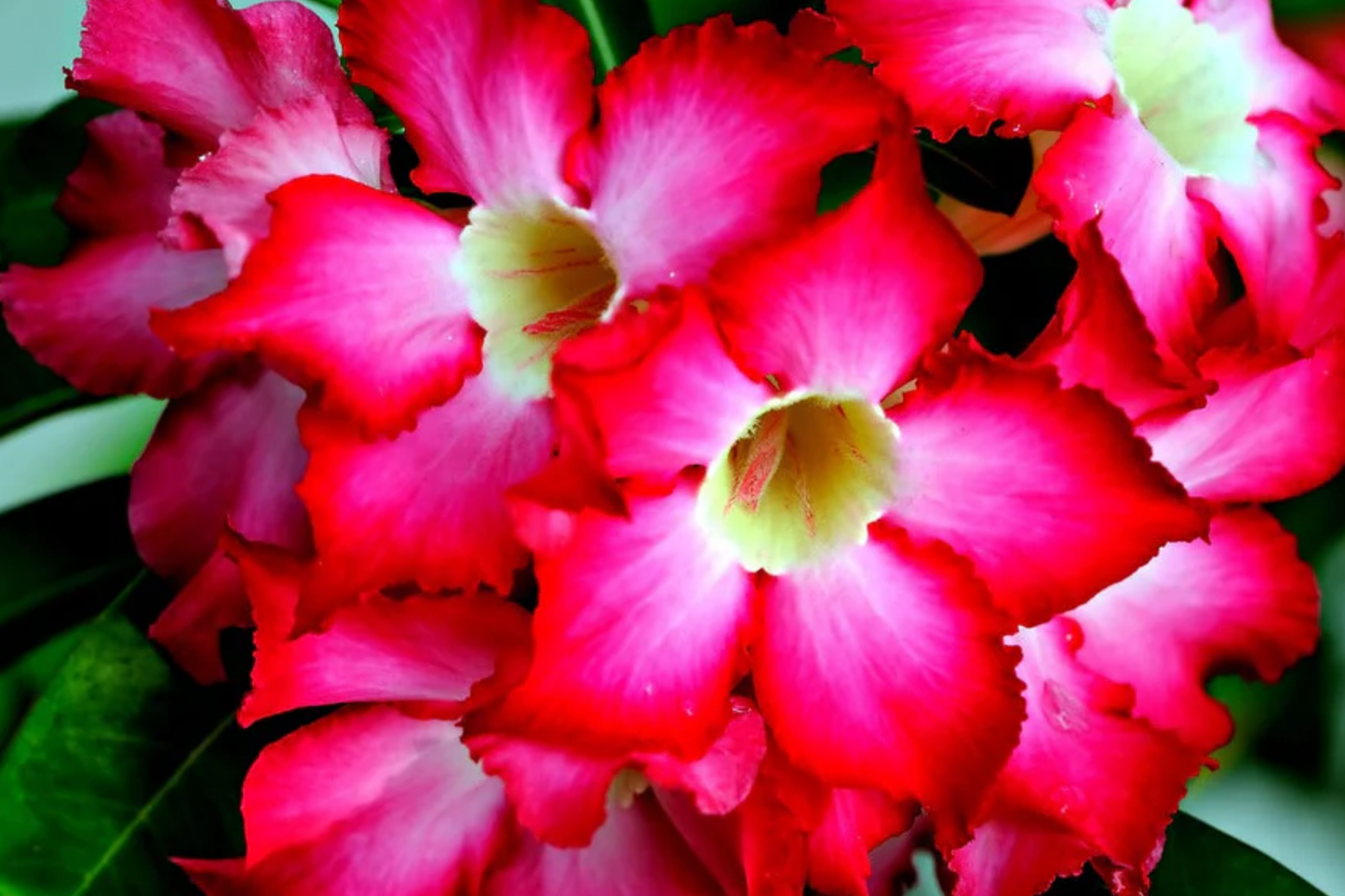 Desert Rose Seeds 10 Pack, Adenium obesum, Mixed Colors, Indoor Bonsai Gardening Supplies