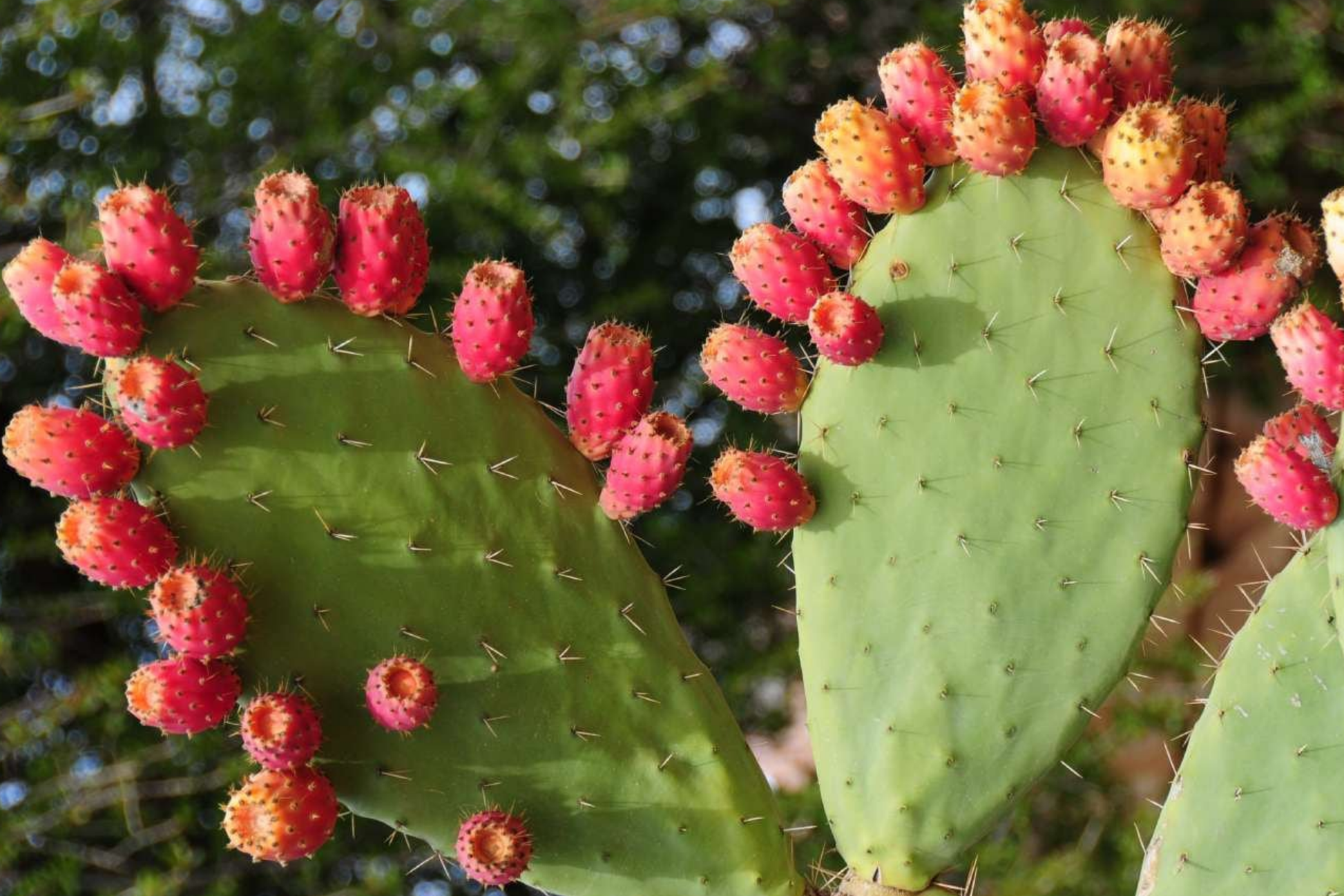 Prickly Pear Cactus Seeds - 50 PCS Opuntia Species Mix for Drought Tolerance & Indoor Gardens