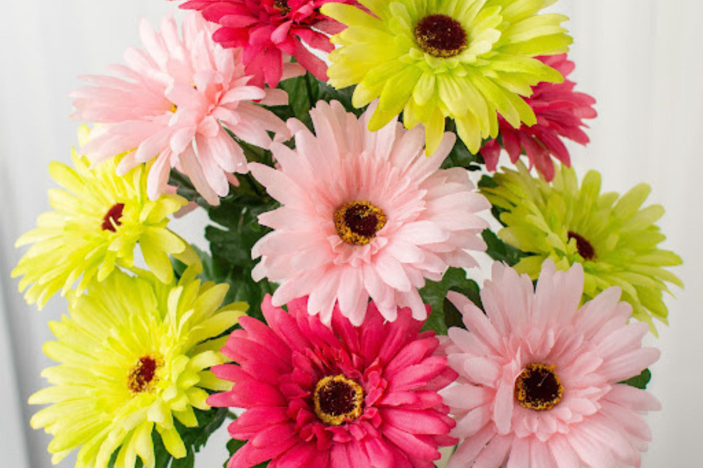 White & Pink Gerbera Daisy Seeds – 200+ Large Blooming Flowers, Pollinator-Friendly, Cut Flower Garden, Gerbera jamesonii