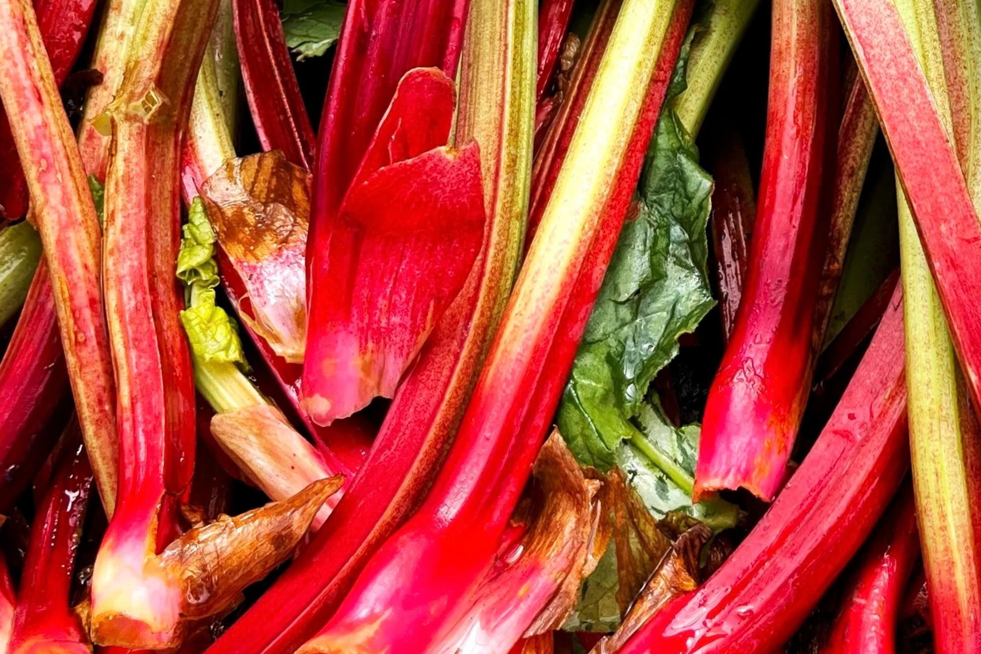 Redventure Celery Seeds 150 Open-Pollinated Vegetable Seeds Apium graveolens for Home Gardening