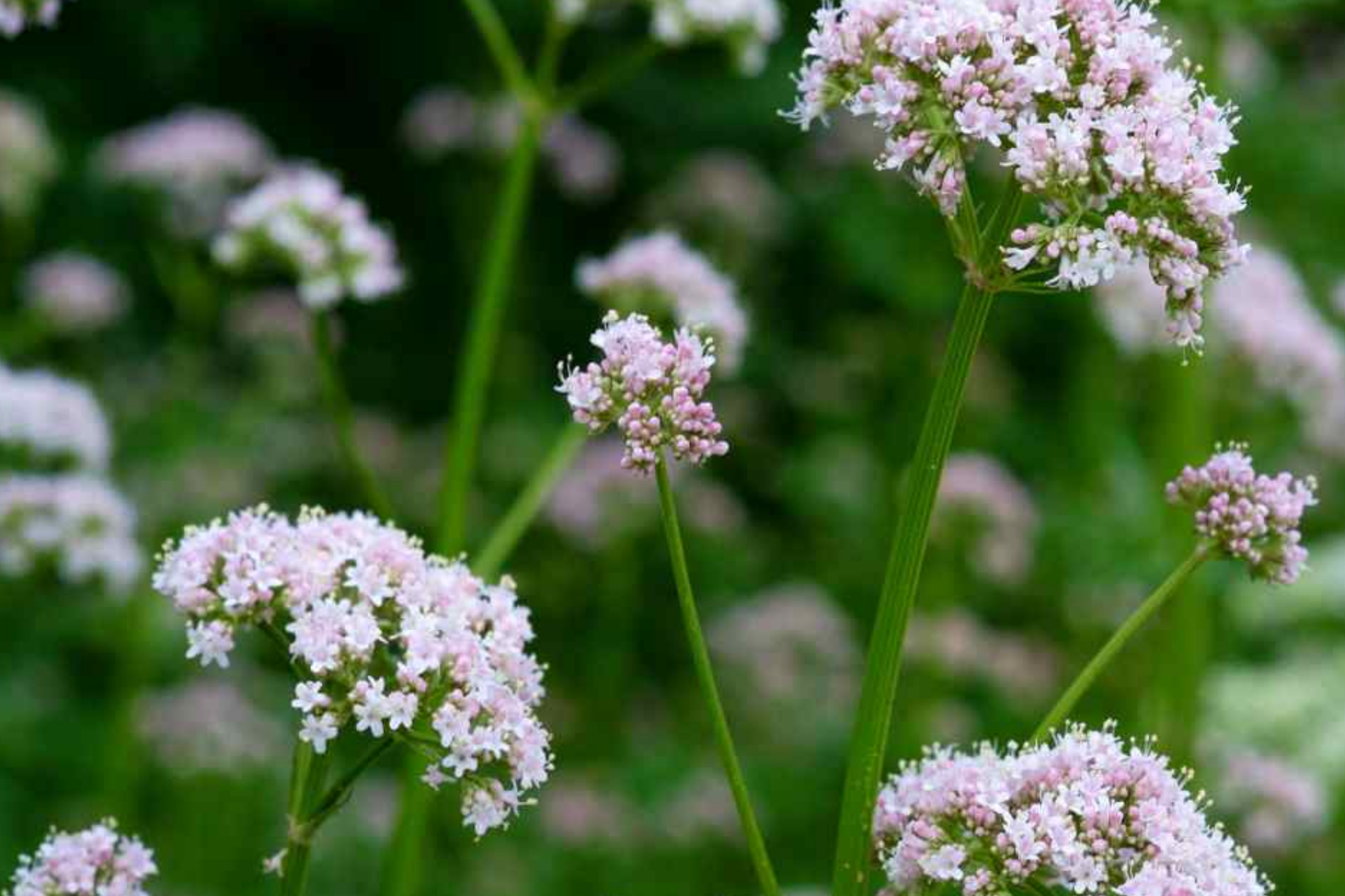 Society Garlic Seeds - 15 PCS, Tulbaghia Violacea, Purple Perennial Herb for Kitchen & Garden, USDA Zones 7-11