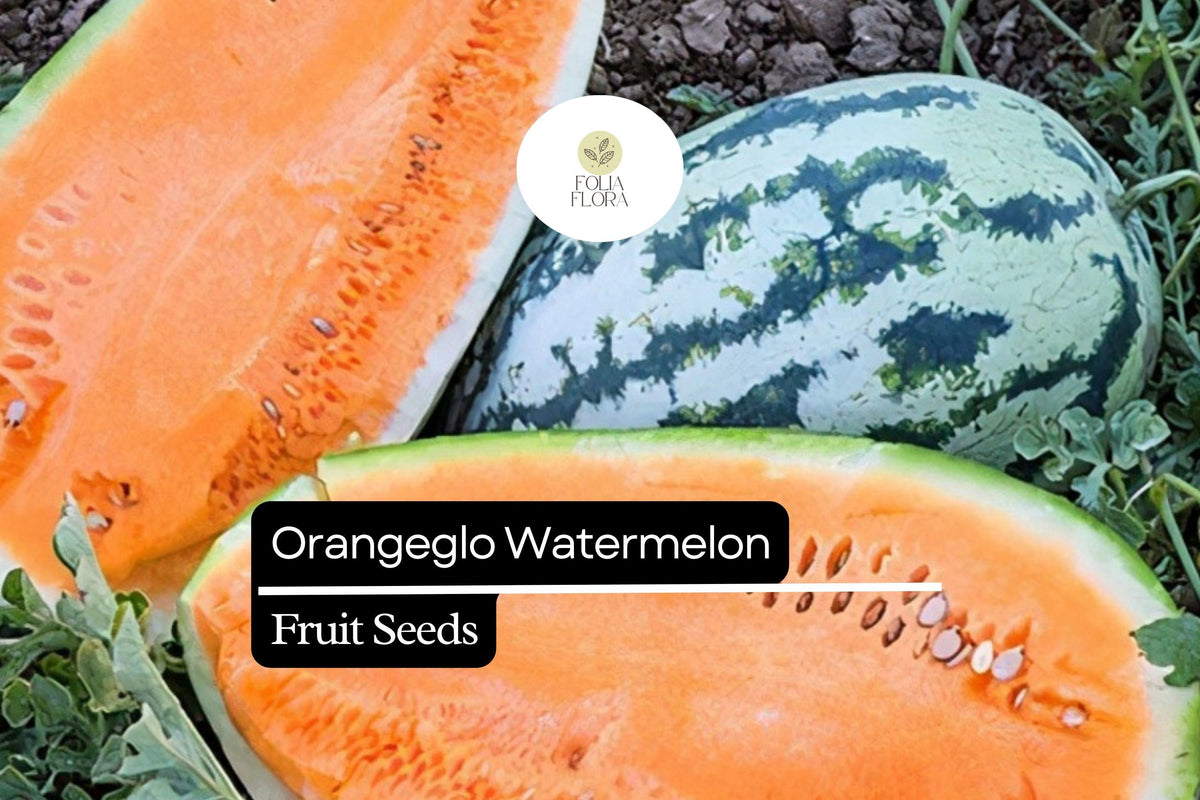 Orangeglo Watermelon Seeds - 10 Heirloom Seeds, Sweet Orange Flesh, Citrullus lanatus, Ideal for Summer Gardens