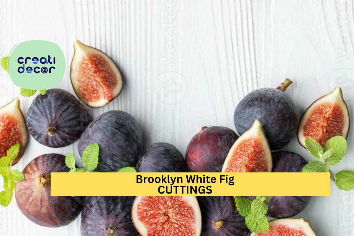 Brooklyn White Fig Tree Cuttings (2) with Willow Water | Rare Heirloom Ficus carica for Propagation & Grafting