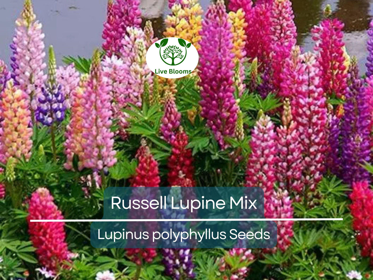 50 Seeds Russell Lupine Mixed Colors Perennial - Attracts Hummingbirds & Bees, Non-GMO Garden Flowers