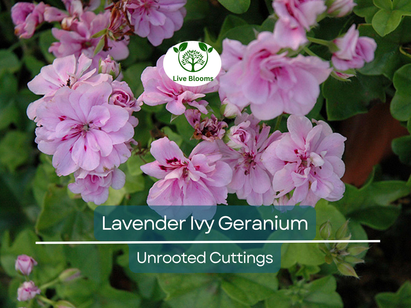3 Lavender Pelargonium Peltatum Trailing Ivy Geranium Unrooted Cuttings for Easy Propagation