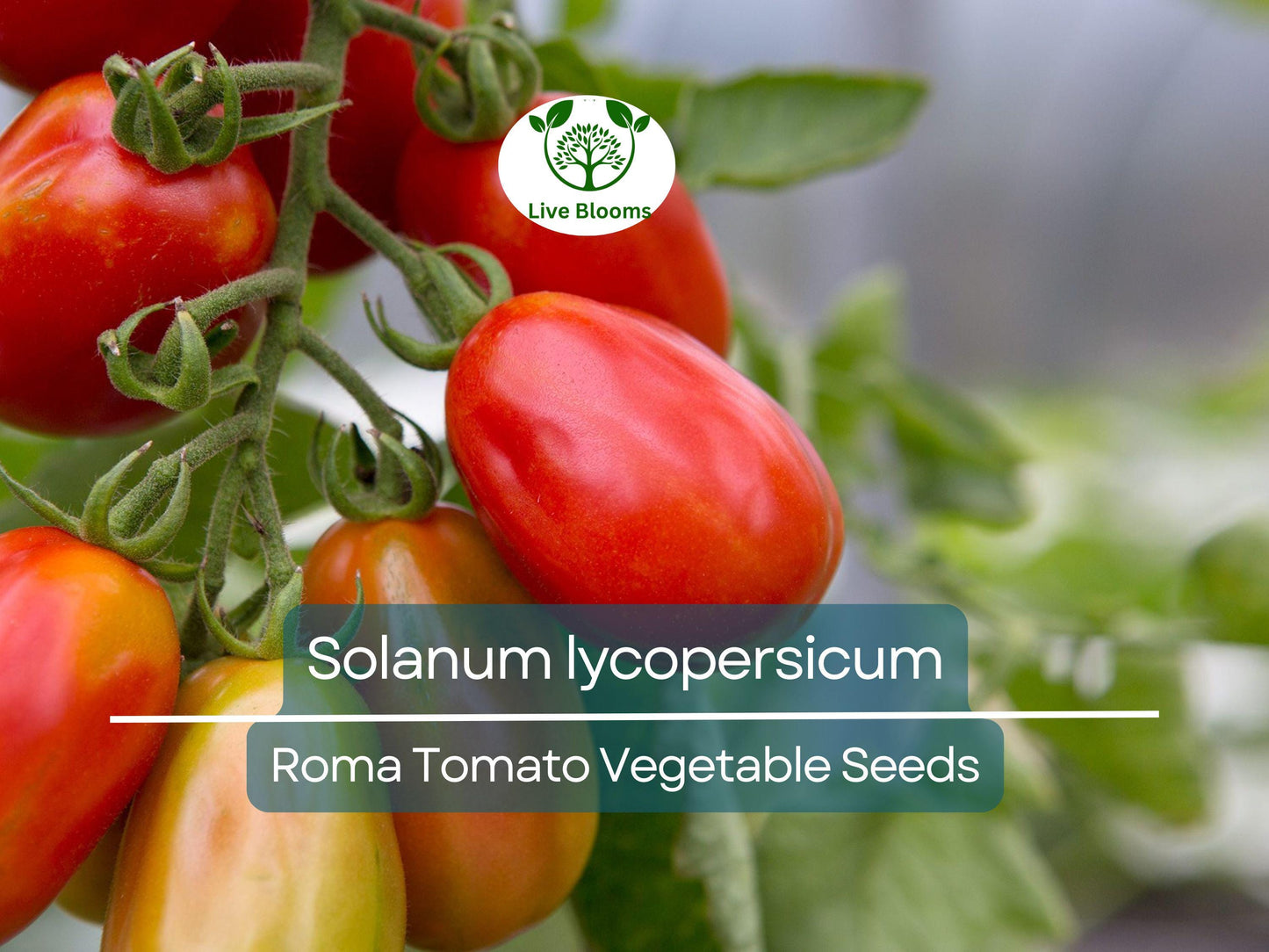 100 mg Roma Tomato Seeds - Heirloom Solanum lycopersicum for Sauces & Canning