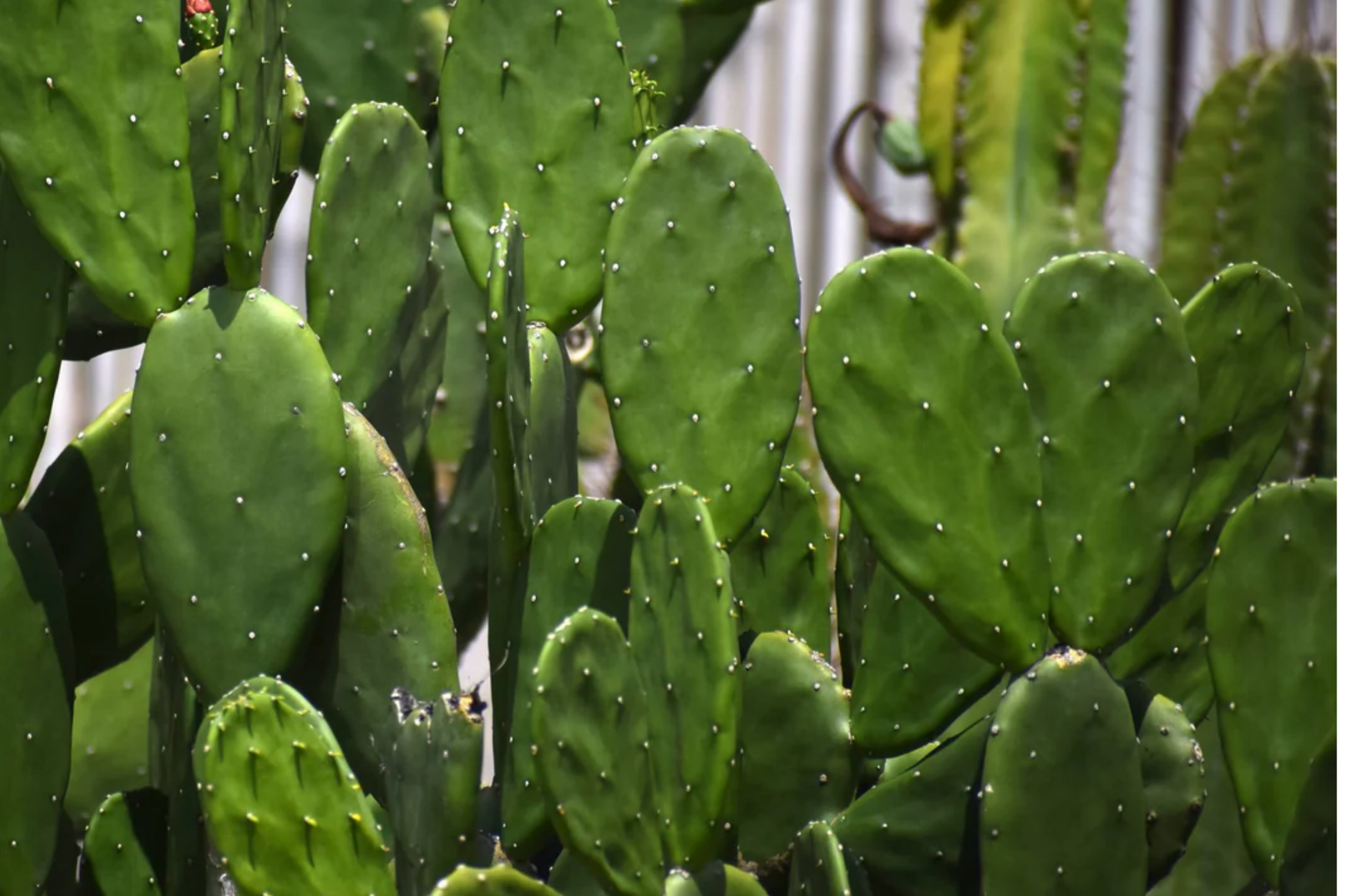 Sweet Yellow Prickly Pear Cactus Seeds - Opuntia ficus-indica - Edible Fruit, Home Gardening, Cactus Seeds, Indian Fig Seeds, Compact Growth