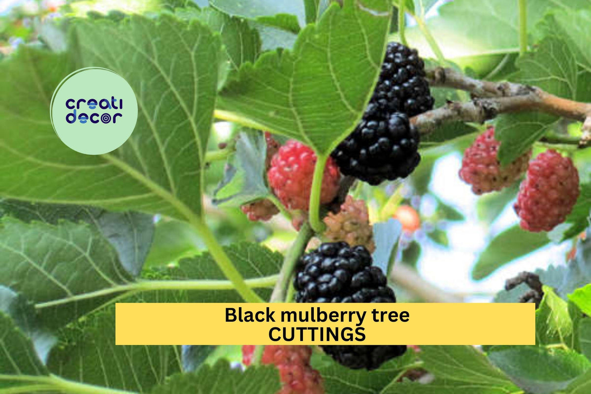 Black Mulberry Cuttings Set of 10 | Shangri-La Variety | Organic Fruit | Morus nigra 'Shangri-La' | Zone 6+ Hardy