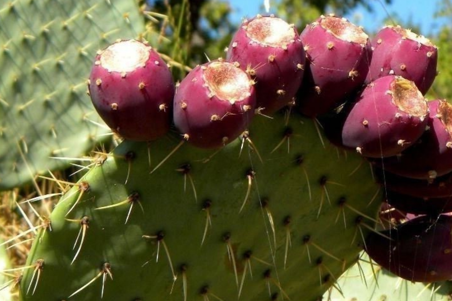 Sweet Red Prickly Pear Cactus Seeds 40 PCS Opuntia humifusa Edible Fruit Cold Hardy Perennial