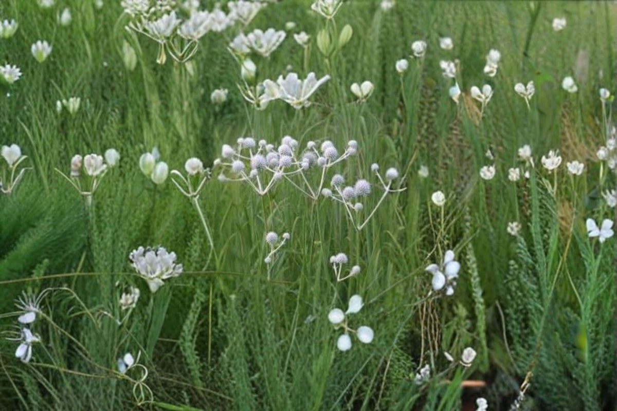 Rattlesnake Master Seeds – 100 Count – Eryngium yuccifolium – Drought Tolerant Native Prairie Perennial for Pollinator Gardens