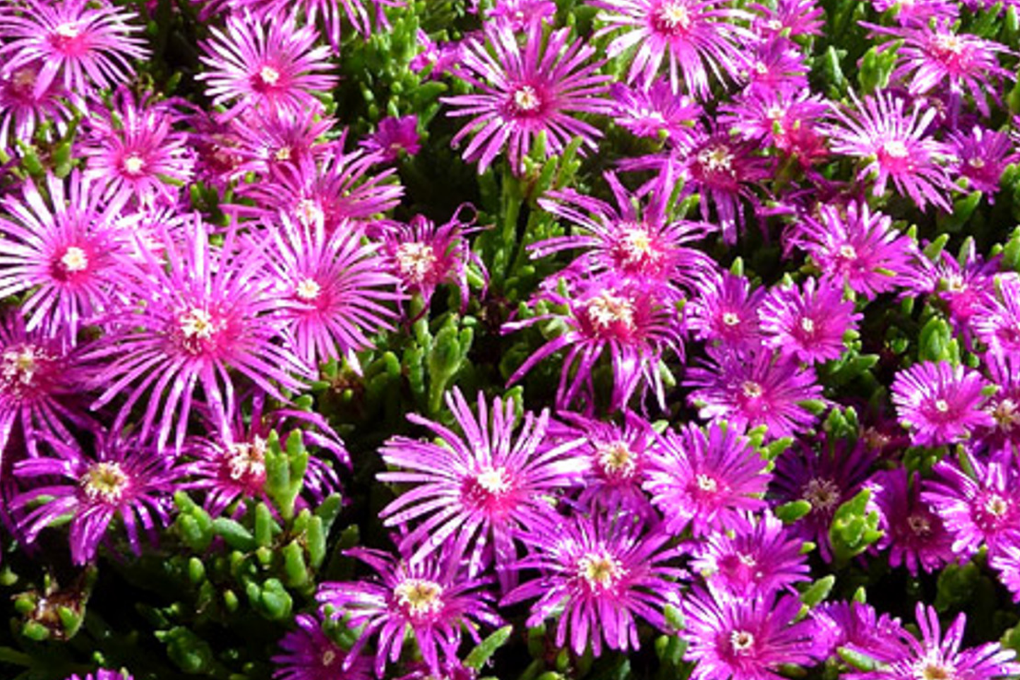 Ice Plant Seeds 50 Count - Pink Fuchsia Ground Cover Drought-Tolerant Perennial Delosperma cooperi