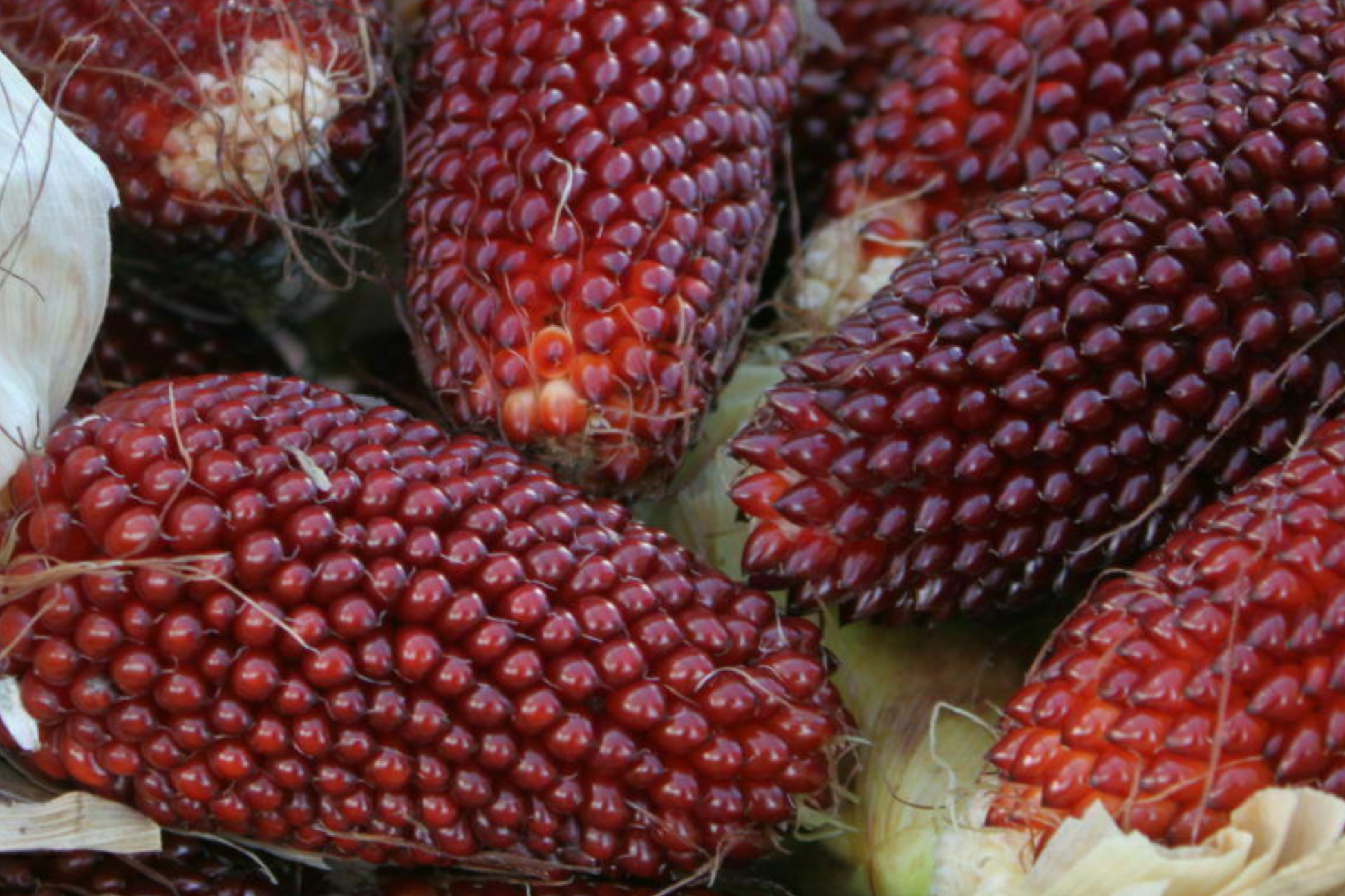 Strawberry Fruit Corn Seeds 20 Pack - Rare Zea mays (E81) for Outdoor Garden, Full Sun, Easy Care