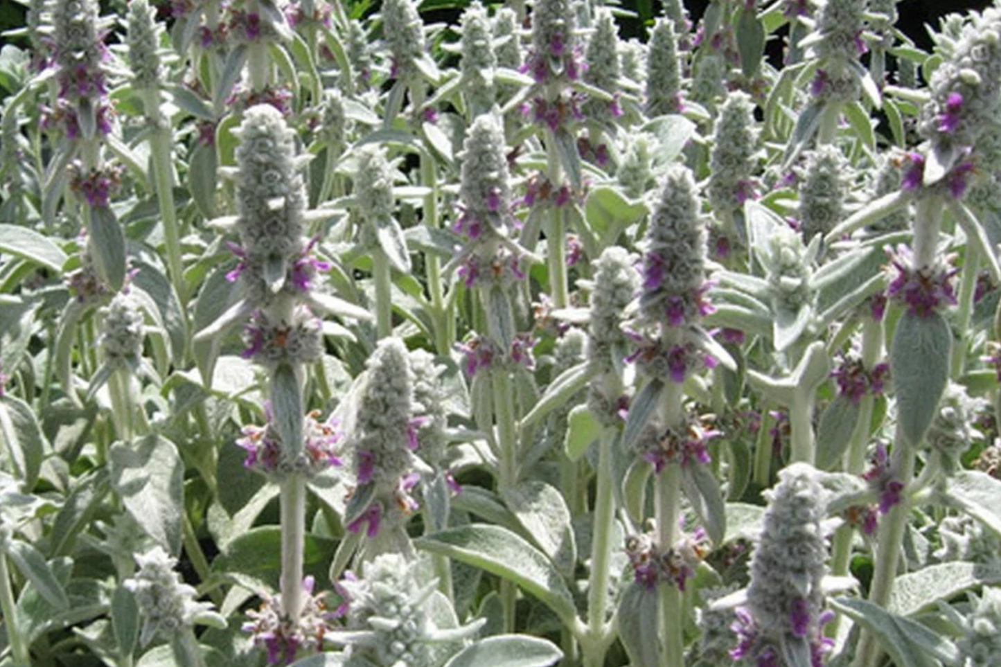 100 Seeds Lamb's Ear Ground Cover Seeds, Drought Tolerant, Silvery Leaves, Lilac Blooms, Perennial, Stachys Byzantina Lanata
