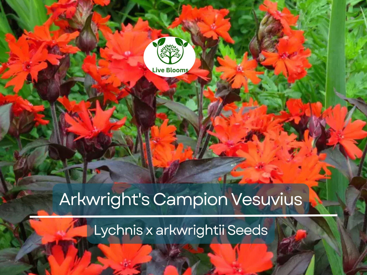 100 Seeds Arkwright's Campion Vesuvius - Non-GMO Perennial with Vibrant Red Blooms, Hummingbird & Pollinator Friendly